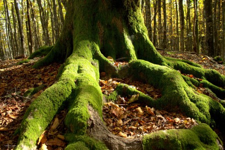 I piedi del gigante